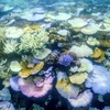 San hô bị tẩy trắng quanh Đảo Lizard trên Rạn San hô Great Barrier (Australia), ngày 5/4/2024. (Ảnh: AFP/TTXVN)