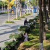 Công nhân chăm sóc, cắt tỉa cây xanh ở thành phố Phan Rang-Tháp Chàm (Ninh Thuận). (Ảnh: Nguyễn Thành/TTXVN)