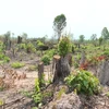 Hiện trường một vụ phá rừng ở Đắk Lắk. (Ảnh: TTXVN phát)