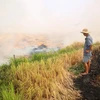 Người dân tại huyện Bến Cầu đốt rơm sau vụ thu hoạch. (Ảnh: Giang Phương/TTXVN)