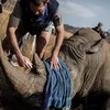 Nhân viên chăm sóc một con tê giác bị thương do nạn săn trộm sừng tê giác tại vườn quốc gia Pilanesberg (Nam Phi). (Ảnh: AFP/TTXVN)