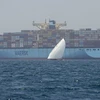 Tàu container của hãng Maersk di chuyển gần đảo Sir Abu Nuair hướng tới Dubai (Các Tiểu Vương quốc Arab Thống nhất). (Ảnh: AFP/TTXVN)