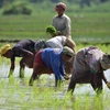 Nông dân trồng lúa trên cánh đồng ở Nagaon, bang Assam (Ấn Độ). (Ảnh: THX/TTXVN)