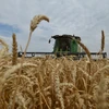 Nông dân thu hoạch lúa mỳ trên cánh đồng ở vùng Stavropol (Nga). (Ảnh: AFP/TTXVN)