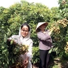 Các thành viên của Hợp tác xã cây ăn quả đặc sản Quyết Thắng, xã Tân Hưng, thành phố Hưng Yên chuẩn bị cho vụ thu hoạch nhãn. (Ảnh: Mai Ngoan/TTXVN)