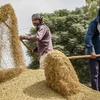 Nông dân tách vỏ trấu khỏi hạt gạo ở ngoại ô thành phố Hyderabad (Ấn Độ). (Ảnh: AFP/TTXVN)