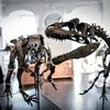 Hóa thạch xương khủng long Camptosaurus (trái) được trưng bày tại nhà đấu giá Artcurial ở Paris (Pháp), ngày 13/11/2018. (Ảnh: AFP/TTXVN)