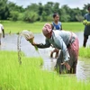 Nông dân trồng lúa trên cánh đồng tại Nagaon, bang Assam (Ấn Độ). (Ảnh: THX/TTXVN)