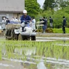 Nông dân trồng lúa trên cánh đồng tại Futaba, tỉnh Fukushima (Nhật Bản). (Ảnh: Kyodo/TTXVN)