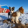 Chó con husky Greenland chơi đùa ở Qaanaaq, Greenland. (Nguồn: National Geographic)