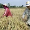 Nông dân thu hoạch lúa trên cánh đồng ở tỉnh Roi Et (Thái Lan). (Ảnh: AFP/TTXVN)