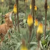 Một con sói Ethiopia lang thang giữa những bông hoa của cây poker đỏ rực. (Nguồn: CNN)