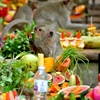 Thái Lan tưng bừng mở đại tiệc hàng năm dành cho khỉ