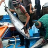 Ngư dân vận chuyển cá ngừ lên bờ ở Phú Yên. Ảnh minh họa. (Ảnh: Thế Lập/TTXVN)