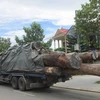 Lâm Đồng: Xe chở gỗ lậu tông chết một cán bộ kiểm lâm