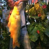 Câu được con cá chép vàng khổng lồ nặng hơn 10kg ở Lâm Đồng 