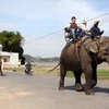 Đầu năm lên Đắk Lắk trải nghiệm du lịch “trên lưng voi”