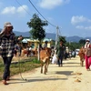 “Ngân hàng bò” chung sức giúp đồng bào thoát nghèo bền vững