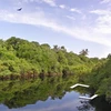 Khám phá vùng rừng nhiệt đới Amazon với Google Street View