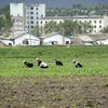 Ảnh tư liệu: Một nông trang ở Triều Tiên, năm 2011. (Nguồn: AFP)
