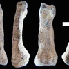Những hình ảnh chụp xương tay người nguyên thủy cổ nhất được tìm thấy ở Olduvai Gorge, Tanzania. (Nguồn: M. Domínguez-Rodrigo/cbsnews.com)