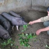 Chăn nuôi lợn đen Mường Khương. (Ảnh: Hương Thu/Vietnam+)