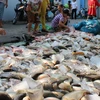 Để giảm thiệt hại, người dân chọn phương án thu hoạch những bè cá còn sống đem ra đường bán với giá rẻ. (Ảnh: Sỹ Tuyên/TTXVN)