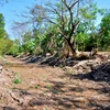 Nhiều tuyến kênh ở Cà Mau đã khô cạn vì cơn hạn hiếm thấy đang diễn ra. (Ảnh: Huỳnh Thế Anh/TTXVN)