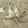Cá chết dạt vào bờ biển ở Quảng Bình. (Ảnh: Võ Dung/TTXVN)