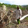 Diện tích rừng bị chặt phá ước tính ban đầu hơn 108 hecta. (Ảnh: Thế Lập/TTXVN) 