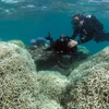 Hiện tượng tẩy trắng đã phá hủy 35% rạn san hô Great Barrier. (Nguồn: AFP)