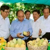Thủ tướng Nguyễn Xuân Phúc thăm Hợp tác xã xoài Mỹ Xương, huyện Cao Lãnh, Đồng Tháp. (Ảnh: Thống Nhất/TTXVN)