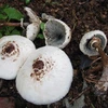 Ăn nấm độc, một gia đình bốn người ở Hà Giang bị ngộ độc