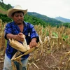 Hiện tượng thời tiết El Nino đã gây ảnh hưởng nặng tới nông nghiệp các nước vùng Caribe. (Nguồn: prensalibre.com)