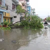 Cây đổ, đường ngập sau bão số 1 ở tỉnh Thái Bình giáp với tỉnh Hưng Yên. (Ảnh: Xuân Tiến/TTXVN)