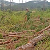 Lực lượng chức năng kiểm tra hiện trường vụ triệt hạ rừng thông trên diện tích 2.500m2 tại huyện Đức Trọng. (Ảnh: Nguyễn Dũng/TTXVN)