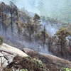 Hiện trường vụ cháy rừng trên đèo Hải Vân. (Ảnh: Trần Lê Lâm/TTXVN)
