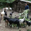Một nông dân người dân tộc Tày, ở Trùng Khánh (Cao Bằng) từ vay vốn ưu đãi đã đầu tư nuôi dê cho thu nhập tốt. (Ảnh: Trần Việt/TTXVN)