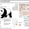[Infographics] "Mổ xẻ" những bí mật của loài gấu trúc quý hiếm