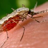 Phát hiện mới: Bệnh sốt rét xuất hiện từ thời Đế chế La Mã 