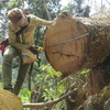 Hiện trường một vụ phá rừng ở Điện Biên. (Ảnh: Xuân Tư/TTXVN)