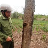Điều tra vụ cây rừng phòng hộ Dầu Tiếng bị "bức tử" bằng chất độc 