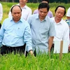 Thủ tướng Nguyễn Xuân Phúc thăm ruộng khảo nghiệm tại Tập đoàn Lộc Trời. (Ảnh: Thống Nhất/TTXVN)