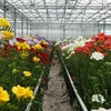 Vườn hoa nhà kính nông nghiệp cao của Hà Lan. (Ảnh: Hồng Hạnh/Vietnam+)