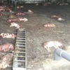 Cháy trang trại nuôi lợn, hơn 1.000 con lợn chết do ngạt khí
