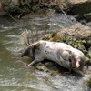 Xác lợn chết bị ném xuống sống gây ô nhiễm nặng. Ảnh minh họa. (Nguồn: TTXVN)