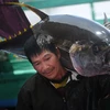 Vận chuyển cá ngừ đại dương tại cảng Tam Quan, huyện Hoài Nhơn, tỉnh Bình Định. (Ảnh: Quang Quyết/TTXVN)