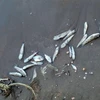 Cá chết nổi trên mặt biển. (Ảnh do người dân ấp Mũi Dừa, Kiên Giang cung cấp)/ TTXVN phát)