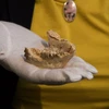 Răng hóa thạch của loài sinh vật giống vượn, được biết đến là Graecopithecus freybergi. (Nguồn: DPA)