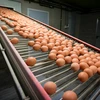 Trứng gà tại một trang trại ở Merksplas, Bỉ, ngày 8/8 . (Nguồn: AFP/TTXVN)